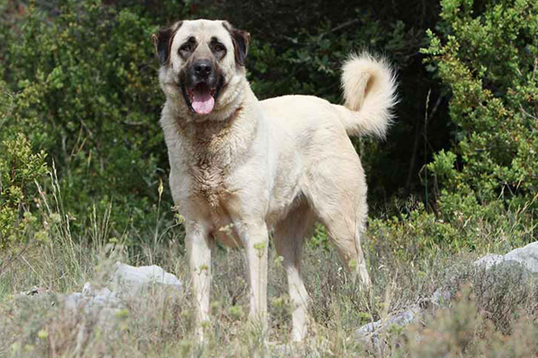 karabash